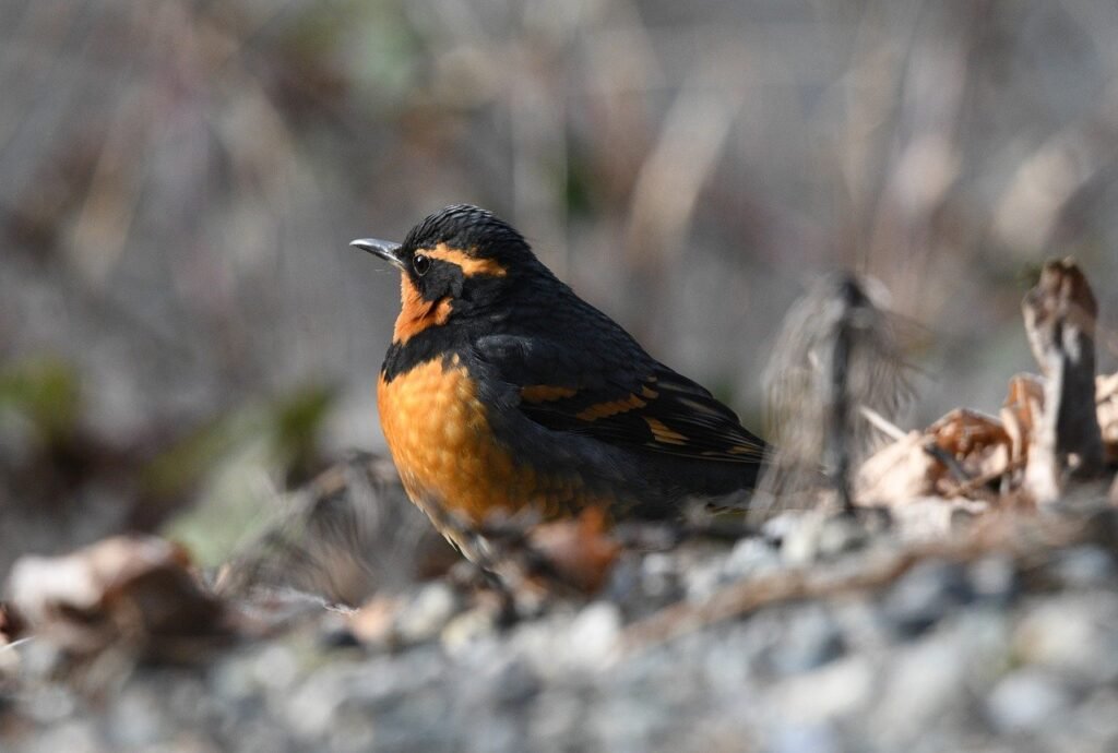 Aplicativo de identificar aves: qual escolher